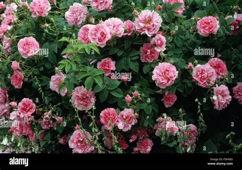 jacques cartier rose where to buy|jacques cartier pink rose.